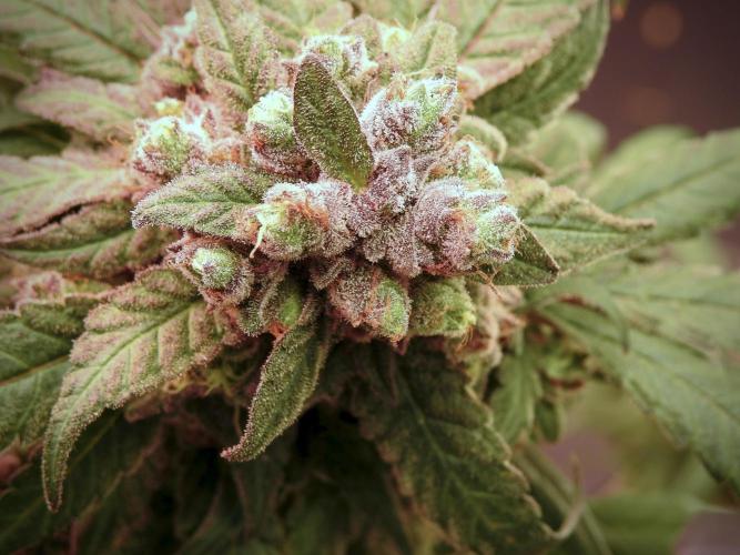 White Widow @Zamanesia-Playing classics. Week 12 - White Widow