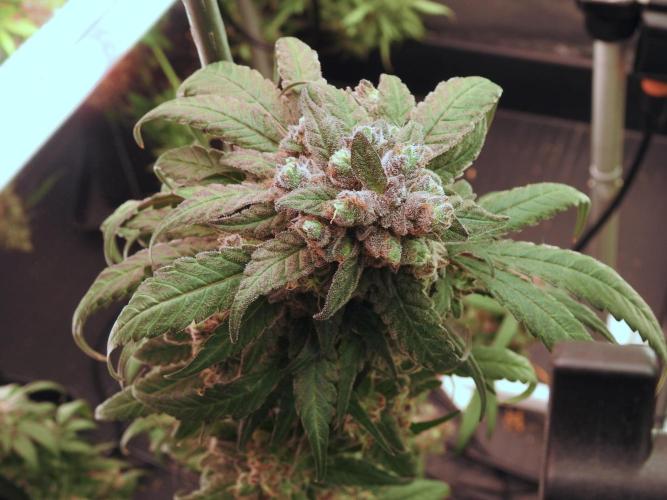 White Widow @Zamanesia-Playing classics. Week 12 - White Widow