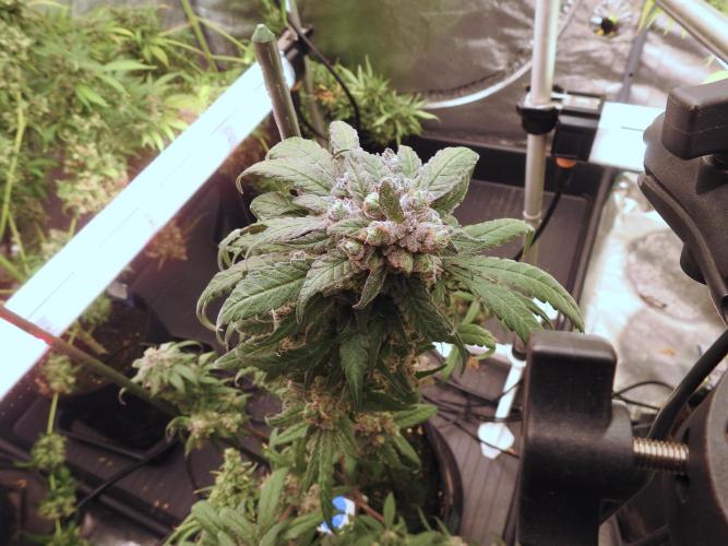 White Widow @Zamanesia-Playing classics. Week 12 - White Widow