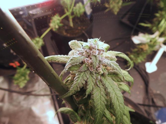 White Widow @Zamanesia-Playing classics. Week 12 - White Widow