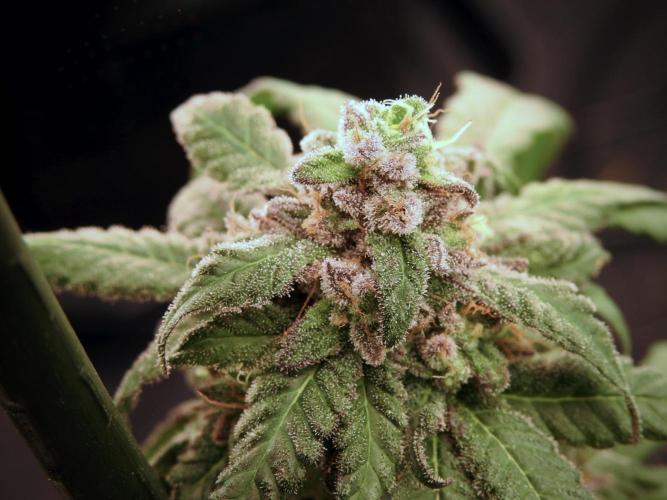 White Widow @Zamanesia-Playing classics. Week 12 - White Widow