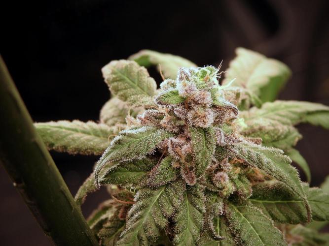 White Widow @Zamanesia-Playing classics. Week 12 - White Widow