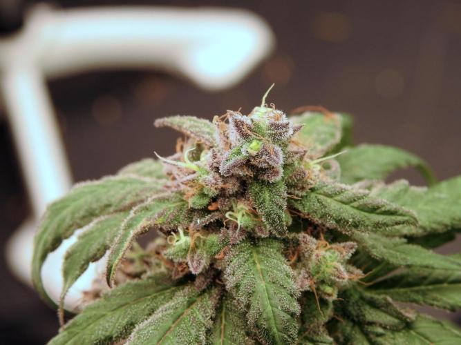 White Widow @Zamanesia-Playing classics. Week 12 - White Widow