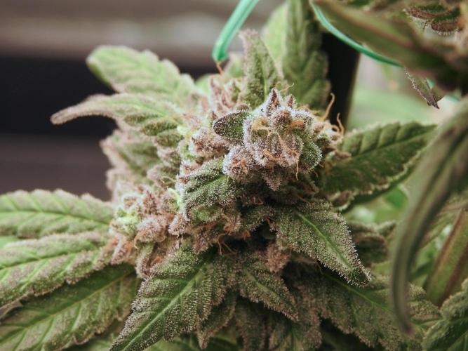 White Widow @Zamanesia-Playing classics. Week 12 - White Widow