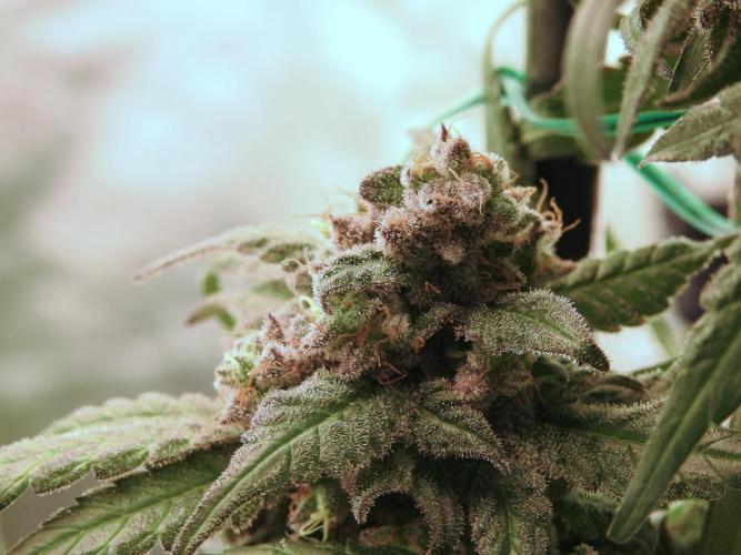 White Widow @Zamanesia-Playing classics. Week 12 - White Widow