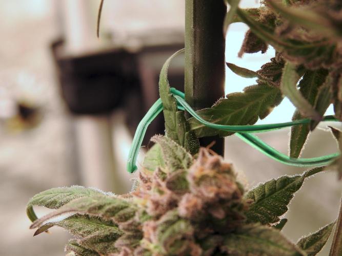 White Widow @Zamanesia-Playing classics. Week 12 - White Widow