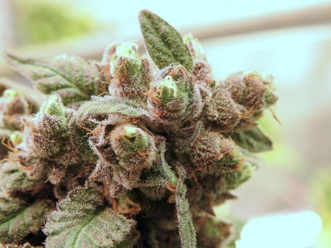 White Widow @Zamanesia-Playing classics. Week 12 - White Widow