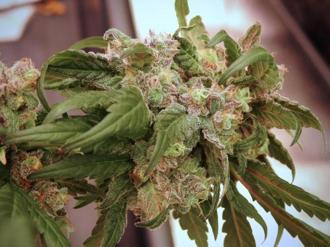 White Widow @Zamanesia-Playing classics. Week 12 - White Widow