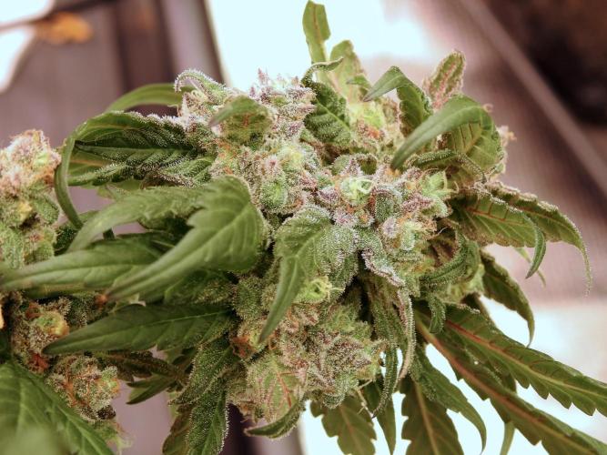 White Widow @Zamanesia-Playing classics. Week 12 - White Widow