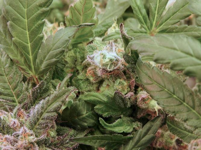 White Widow @Zamanesia-Playing classics. Week 12 - White Widow