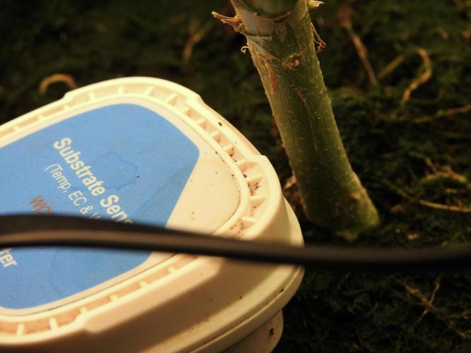 White Widow @Zamanesia-Playing classics. Week 12 - White Widow