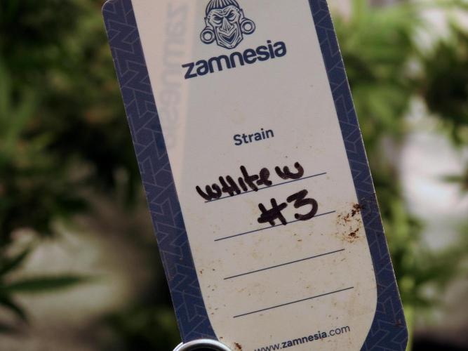 White Widow @Zamanesia-Playing classics. Week 12 - White Widow