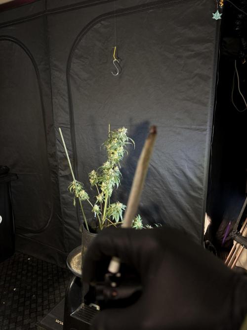 White Widow @Zamanesia-Playing classics. Week 12 - White Widow