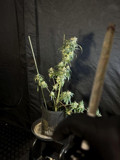 White Widow @Zamanesia-Playing classics. Week 12 - White Widow