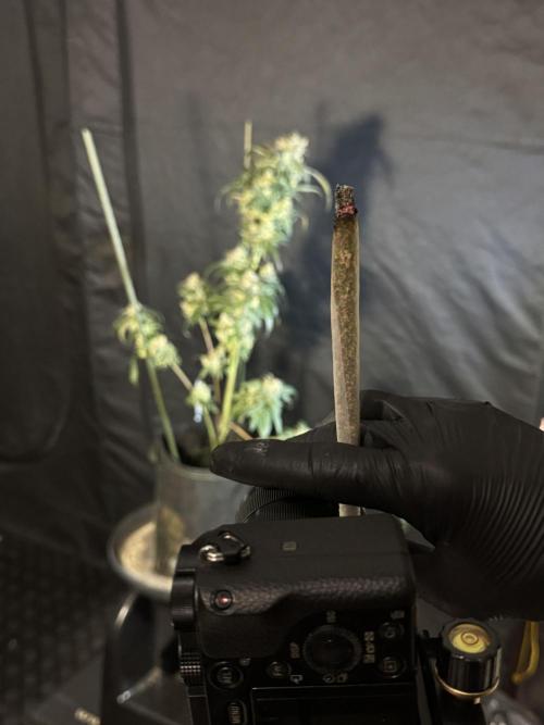 White Widow @Zamanesia-Playing classics. Week 12 - White Widow