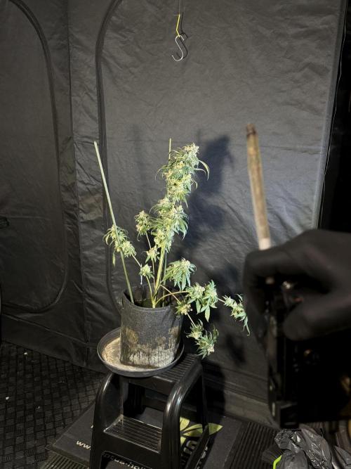 White Widow @Zamanesia-Playing classics. Week 12 - White Widow