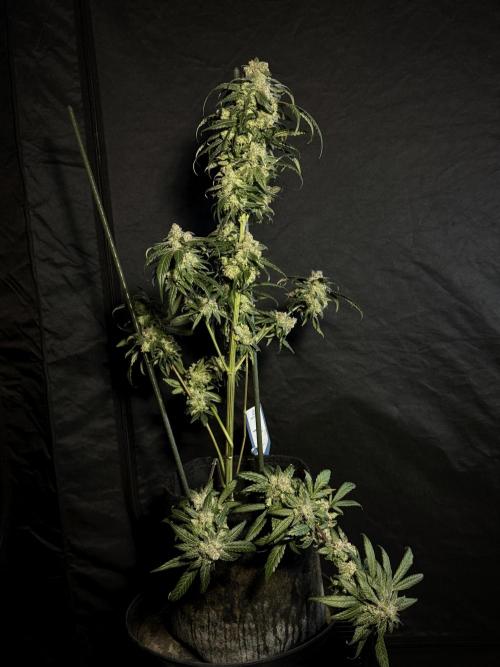 White Widow @Zamanesia-Playing classics. Week 12 - White Widow