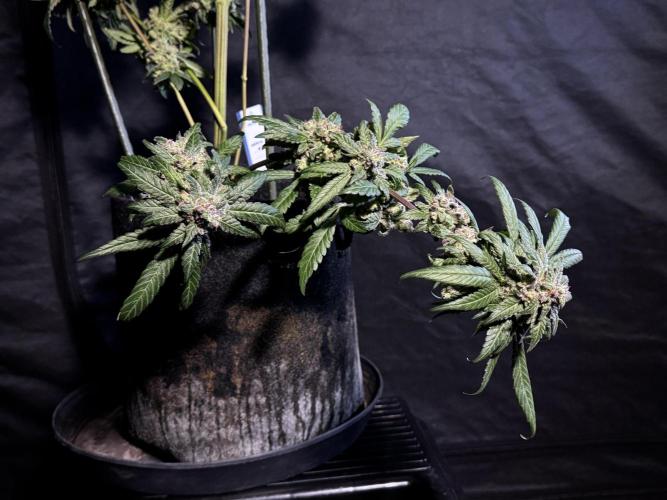 White Widow @Zamanesia-Playing classics. Week 12 - White Widow