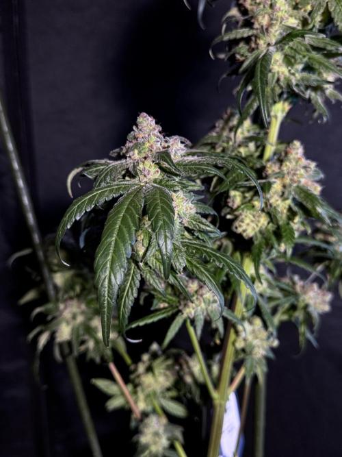 White Widow @Zamanesia-Playing classics. Week 12 - White Widow