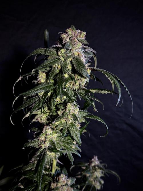 White Widow @Zamanesia-Playing classics. Week 12 - White Widow