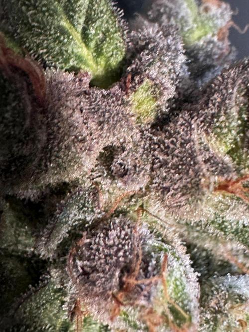 White Widow @Zamanesia-Playing classics. Week 12 - White Widow