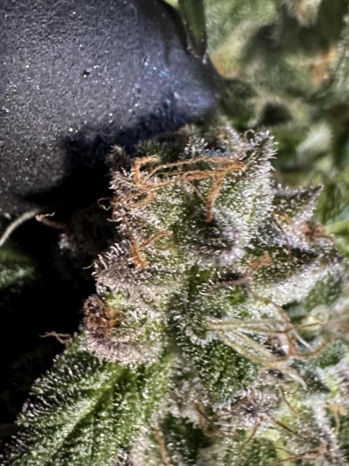 White Widow @Zamanesia-Playing classics. Week 12 - White Widow