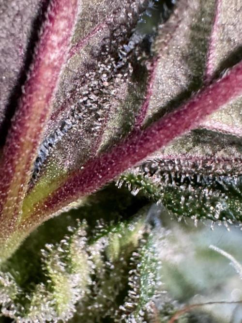 White Widow @Zamanesia-Playing classics. Week 12 - White Widow