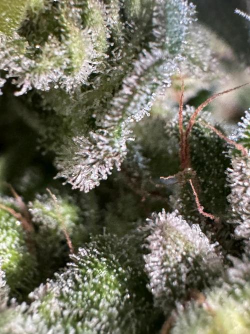 White Widow @Zamanesia-Playing classics. Week 12 - White Widow