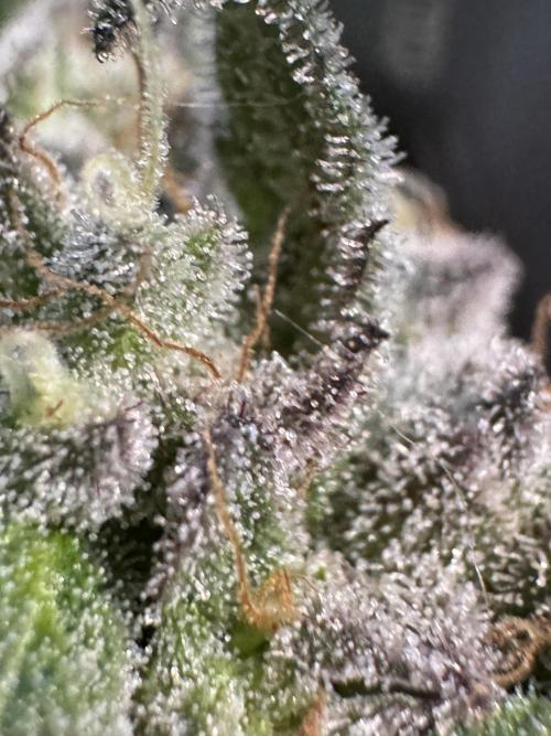 White Widow @Zamanesia-Playing classics. Week 12 - White Widow