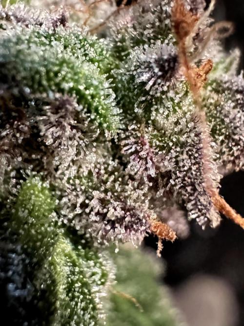 White Widow @Zamanesia-Playing classics. Week 12 - White Widow