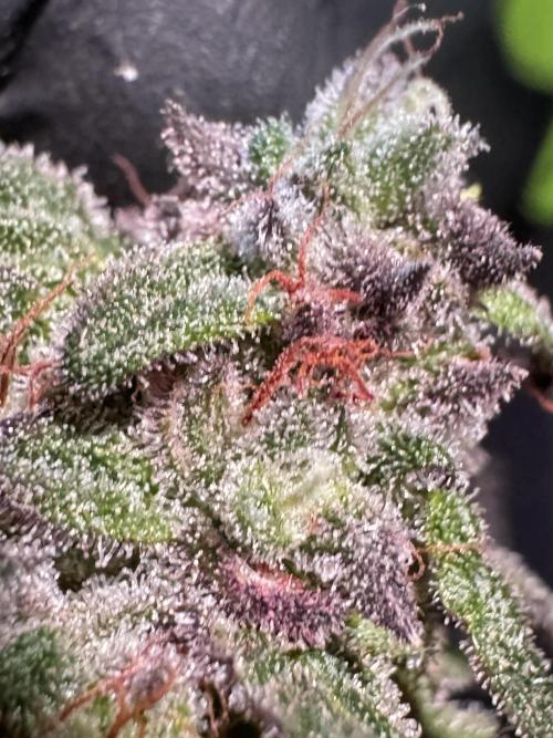 White Widow @Zamanesia-Playing classics. Week 12 - White Widow