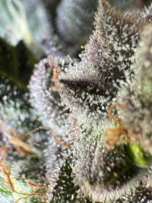 White Widow @Zamanesia-Playing classics. Week 12 - White Widow