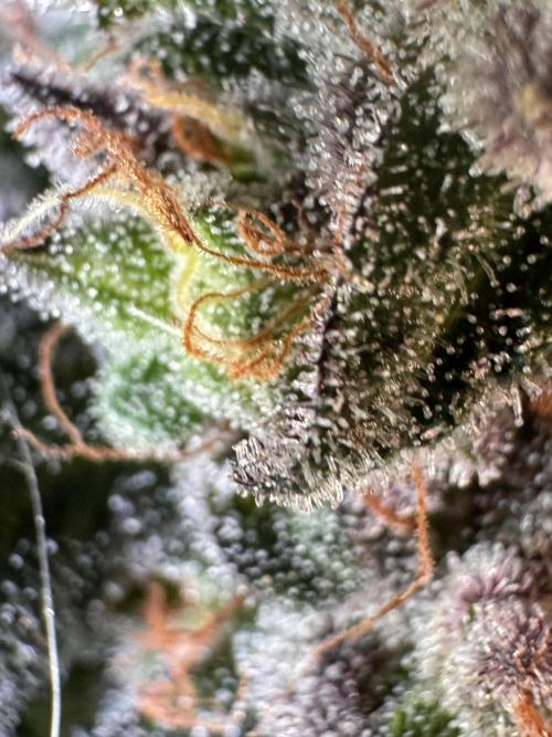 White Widow @Zamanesia-Playing classics. Week 12 - White Widow