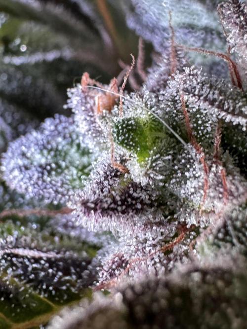 White Widow @Zamanesia-Playing classics. Week 12 - White Widow