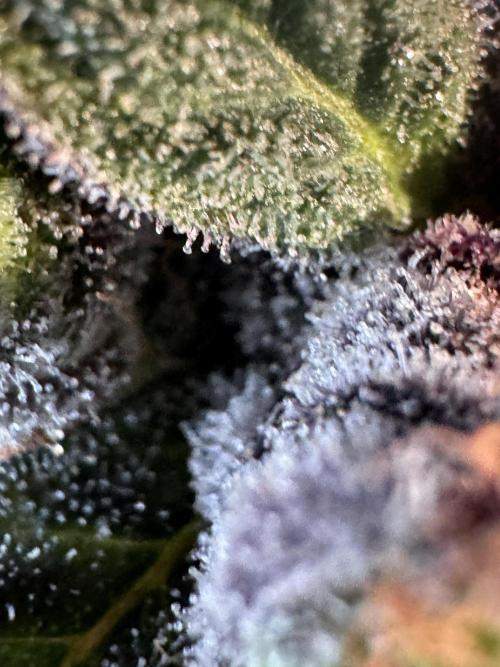 White Widow @Zamanesia-Playing classics. Week 12 - White Widow