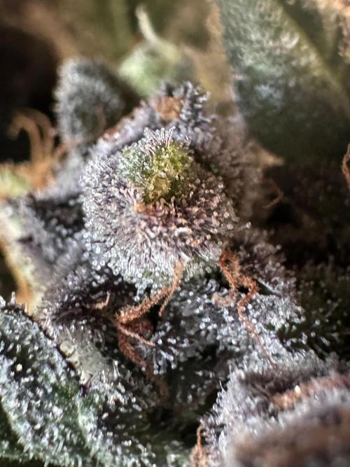 White Widow @Zamanesia-Playing classics. Week 12 - White Widow