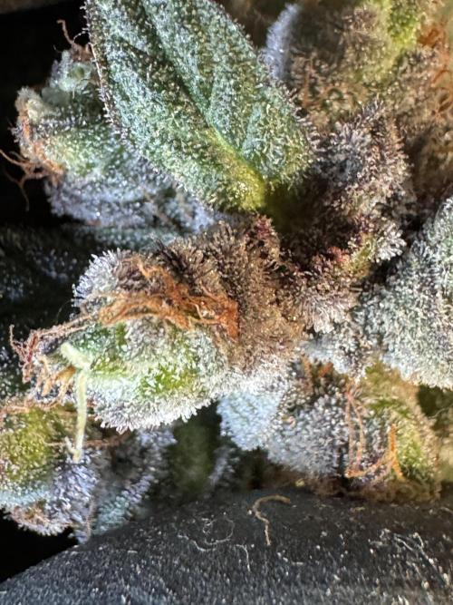 White Widow @Zamanesia-Playing classics. Week 12 - White Widow