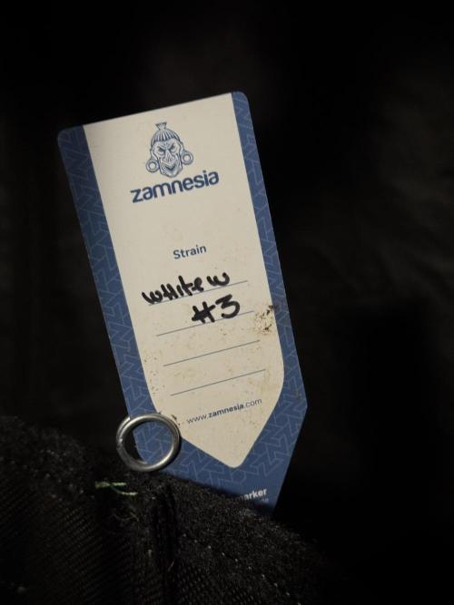 White Widow @Zamanesia-Playing classics. Week 12 - White Widow