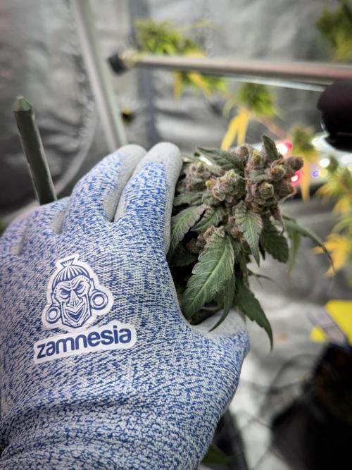 White Widow @Zamanesia-Playing classics. Week 12 - White Widow