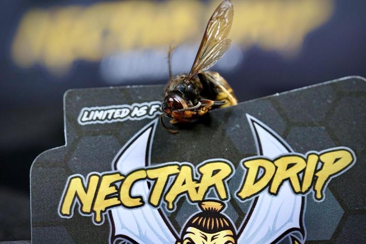 TicaL X Zamnesia-NectarDrip pack#268/750. Week 0 - The Beginning  & packs 