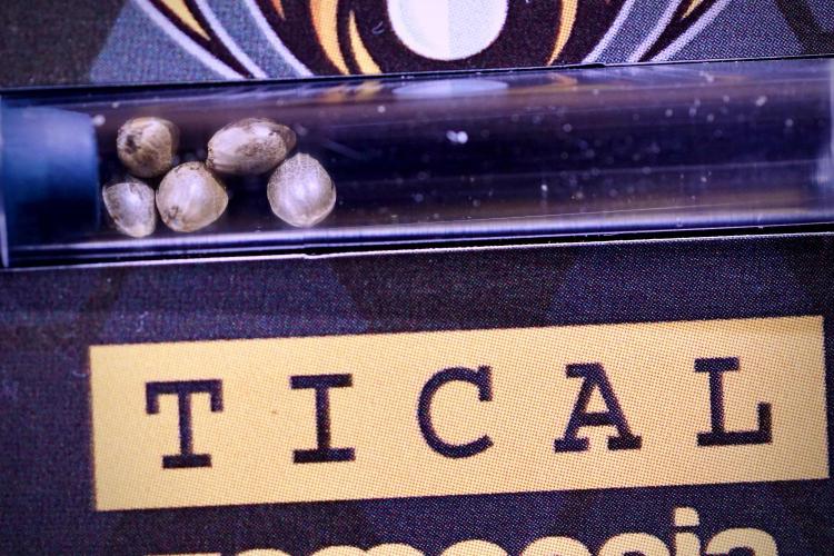 TicaL X Zamnesia-NectarDrip pack#268/750. Week 0 - The Beginning  & packs 