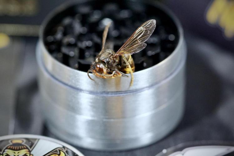 TicaL X Zamnesia-NectarDrip pack#268/750. Week 0 - The Beginning  & packs 