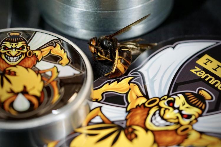 TicaL X Zamnesia-NectarDrip pack#268/750. Week 0 - The Beginning  & packs 