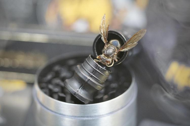 TicaL X Zamnesia-NectarDrip pack#268/750. Week 0 - The Beginning  & packs 