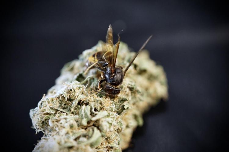 TicaL X Zamnesia-NectarDrip pack#268/750. Week 0 - The Beginning  & medicine for the session 