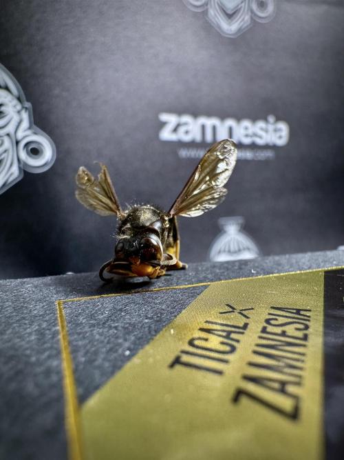 TicaL X Zamnesia-NectarDrip pack#268/750. Week 0 - The Beginning  & packs 