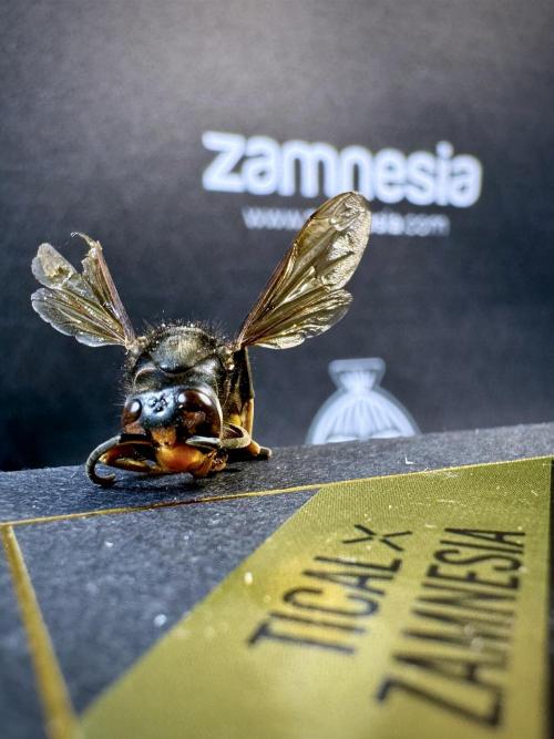 TicaL X Zamnesia-NectarDrip pack#268/750. Week 0 - The Beginning  & packs 