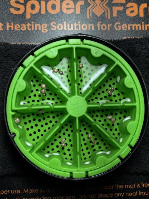 TicaL X Zamnesia-NectarDrip pack#268/750. Week 0 - All set up and ready to go