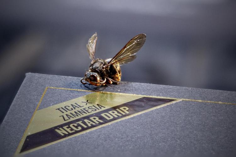 TicaL X Zamnesia-NectarDrip pack#268/750. Week 0 - Photo stacks