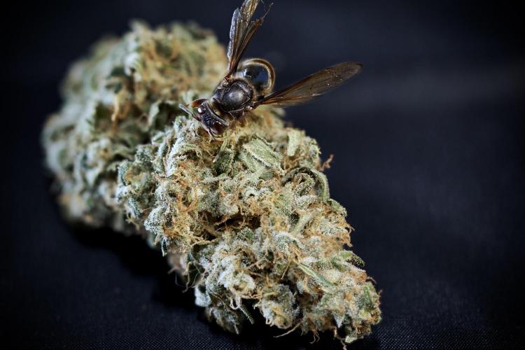 TicaL X Zamnesia-NectarDrip pack#268/750. Week 0 - Photo stacks